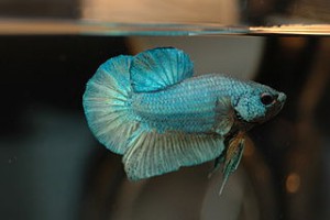 Minifische aquarium - Die TOP Auswahl unter allen analysierten Minifische aquarium