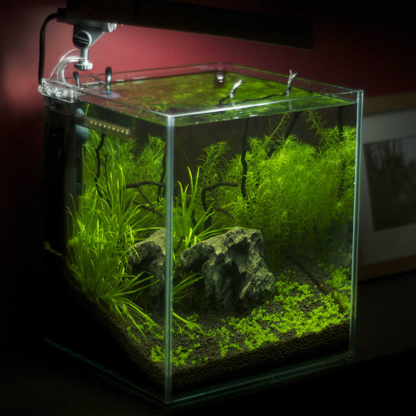 Ein Nano-Aquarium
